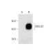 CRELD2 Antibody (A-8) - Western Blotting - Image 300092 