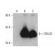CRELD2 Antibody (A-8) - Western Blotting - Image 401199