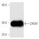 CREM Antibody (22) - Western Blotting - Image 136745 