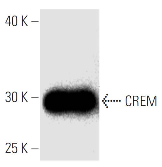 CREM Antibody (22) SCBT Santa Cruz Biotechnology