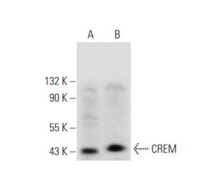 western blotting image from recommended CREM (C-2) monoclonal antibody replacement. Image 294401