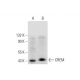 western blotting image from recommended CREM (C-2) monoclonal antibody replacement. Image 294401