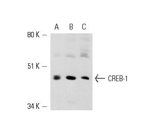 CREB1 Antibody (X-12) - Western Blotting - Image 801