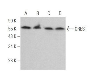 CREST Antibody (D-7) - Western Blotting - Image 383783