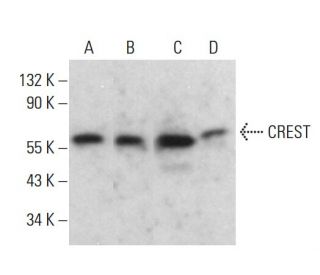 CREST Antibody (G-8) - Western Blotting - Image 380365