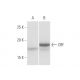 CRF Antibody (2B11) - Western Blotting - Image 347546 
