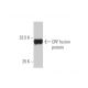 CRF Antibody (2B11) - Western Blotting - Image 348462