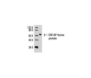 CRF-BP Antibody (B-8) - Western Blotting - Image 8859