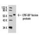 CRF-BP Antibody (B-8) - Western Blotting - Image 8859