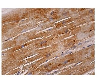 CRF-BP Antibody (C-8) - Immunohistochemistry - Image 260802 