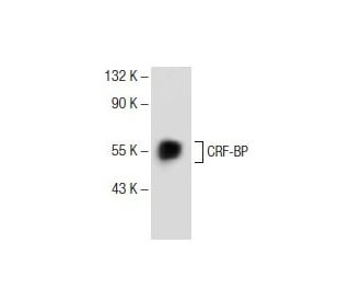 CRF-BP Antibody (E-2) - Western Blotting - Image 141279