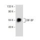 CRF-BP Antibody (E-2) - Western Blotting - Image 141279