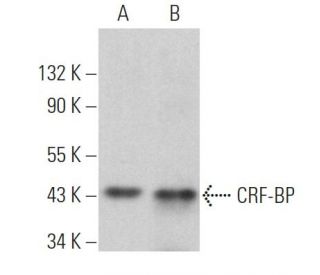 CRF-BP Antibody (C-8) - Western Blotting - Image 360757