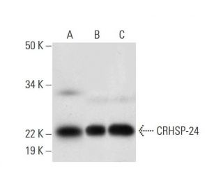 CRHSP-24 Antibody (D-6) - Western Blotting - Image 294802 