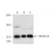 CRHSP-24 Antibody (D-6) - Western Blotting - Image 294802 