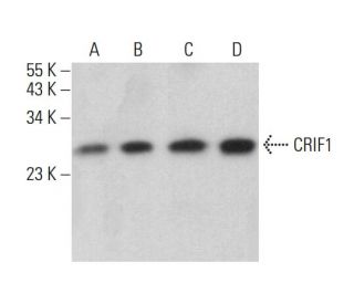 CRIF1 Antibody (H-9) - Western Blotting - Image 360213 