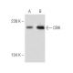 CRIK Antibody (C-5) - Western Blotting - Image 284992 