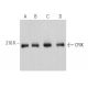 CRIK Antibody (C-5) - Western Blotting - Image 363784