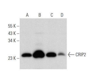 CRIP2 Antibody (C-2) - Western Blotting - Image 311978 