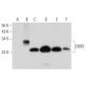 CRIP2 Antibody (H-10) - Western Blotting - Image 311979