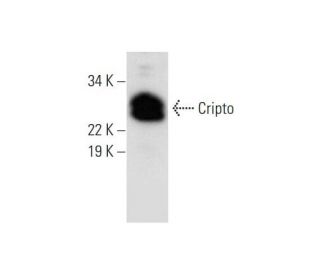 Cripto Antibody (H-10) - Western Blotting - Image 294397 