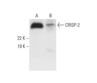 CRISP-2 Antibody (D-10) - Western Blotting - Image 290917