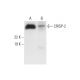 CRISP-2 Antibody (D-10) - Western Blotting - Image 290917