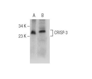 CRISP-3 Antibody (D-6) - Western Blotting - Image 157398