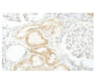 CRISP-8 Antibody (I-7) - Immunohistochemistry - Image 53952