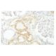 CRISP-8 Antibody (I-7) - Immunohistochemistry - Image 53952