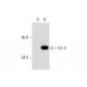 Crk I/II Antibody (D-6) - Western Blotting - Image 292922