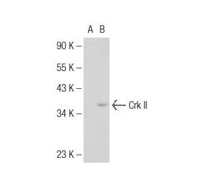 Crk II Antibody (2210C1a) - Western Blotting - Image 126233