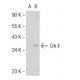 Crk II Antibody (2210C1a) - Western Blotting - Image 126233