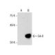Crk II Antibody (B-4) - Western Blotting - Image 286140 