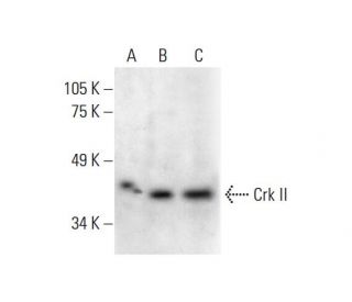 western blotting image from recommended Crk II (B-4) monoclonal antibody replacement. Image 288968