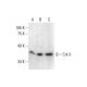 이 다클론 항체는 생산이 중단되었습니다. 권장 <a href="crk-ii-antibody-b-4">Crk II (B-4)</a> 단클론 항체(샘플 데이터 표시)를 참조하세요. western blotting image from recommended Crk II (B-4) monoclonal antibody replacement. Image 288968