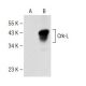 Crk-L Antibody (A-1) - Western Blotting - Image 141564 