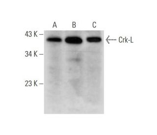 Crk-L Antibody (A-1) - Western Blotting - Image 294404 