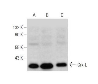 western blotting image from recommended Crk-L (B-1) monoclonal antibody replacement. Image 294405