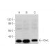 western blotting image from recommended Crk-L (B-1) monoclonal antibody replacement. Image 294405