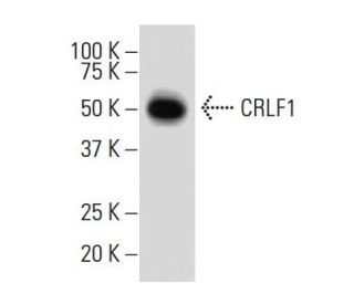 CRLF1 Antibody (QQ9) - Western Blotting - Image 33671
