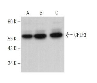 CRLF3 Antibody (D-10) - Western Blotting - Image 372049 