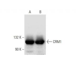 CRM1 Antibody (A-7) - Western Blotting - Image 299040 