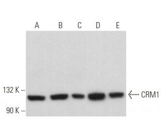 CRM1 Antibody (G-9) - Western Blotting - Image 372353 