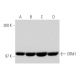 western blotting image from recommended CRM1 (C-1) monoclonal antibody replacement. Image 65623