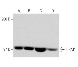 CRM1 Antibody (H-7) - Western Blotting - Image 65624 