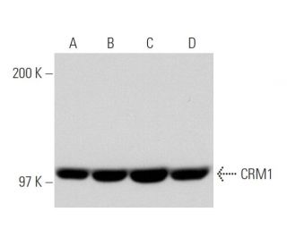 western blotting image from recommended CRM1 (C-1) monoclonal antibody replacement. Image 65623