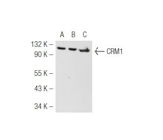 CRM1 Antibody (H-7) - Western Blotting - Image 46919 