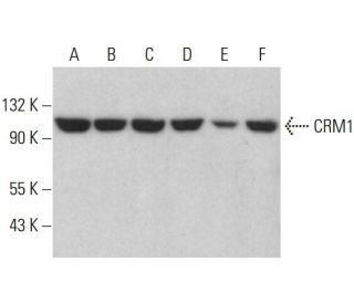 CRM1 Antibody (C-1) - Western Blotting - Image 380507
