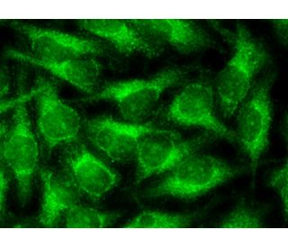 CRMP-2 Antibody (1B1) - Immunofluorescence - Image 145436 